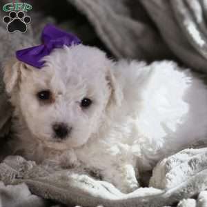 Bridget, Bichon Frise Puppy